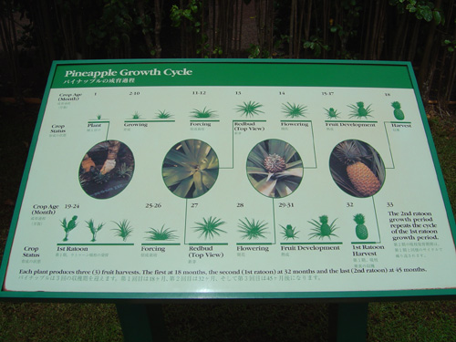 pineapple growth cycle