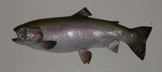 rainbow trout